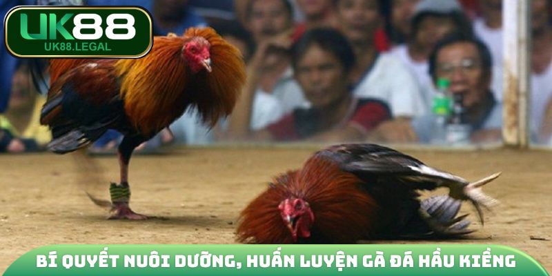 Bí quyết nuôi dưỡng, huấn luyện gà đá hầu kiềng