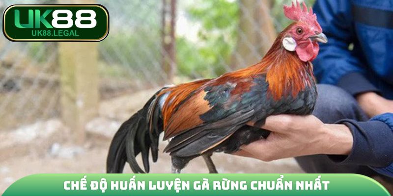 Chế độ huấn luyện gà rừng chuẩn nhất