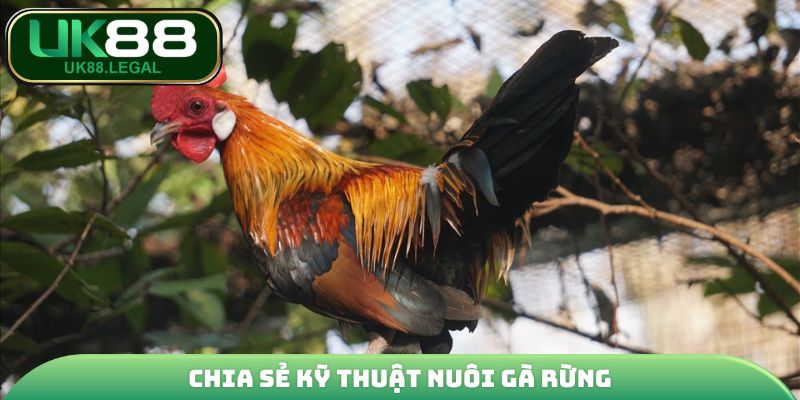 Chia sẻ kỹ thuật nuôi gà rừng