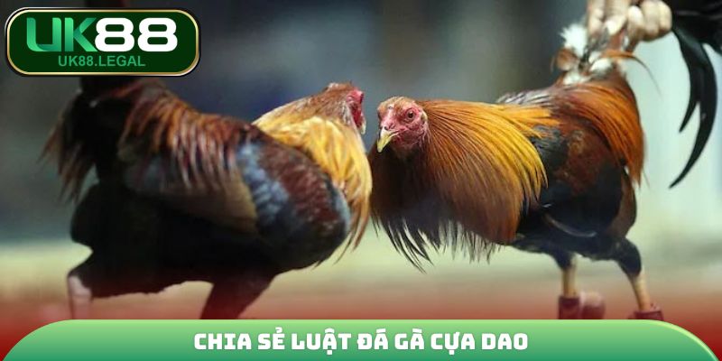 Chia sẻ luật đá gà cựa dao