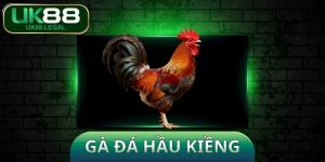 Gà Đá Hầu Kiềng