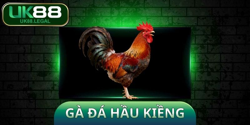 Gà Đá Hầu Kiềng