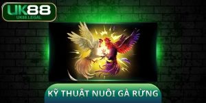 Kỹ Thuật Nuôi Gà Rừng - Cẩm Nang Kiến Từ A - Z Cho Sư Kê