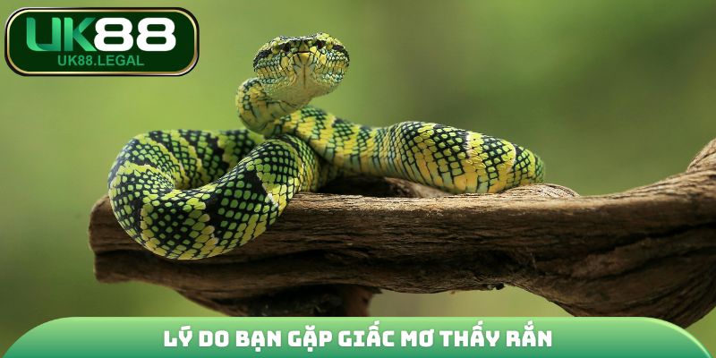 Mơ Thấy Rắn | Thông Điệp Tương Lai Và Con Số Phát Tài 2 Lý do bạn gặp giấc mơ thấy rắn