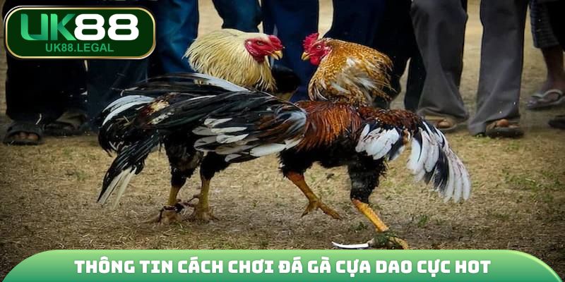 Thông tin cách chơi đá gà cựa dao cực hot