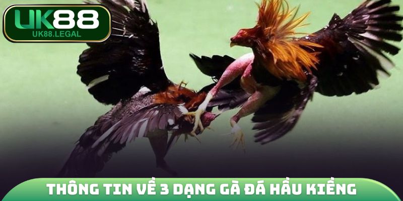 Thông tin về 3 dạng gà đá hầu kiềng