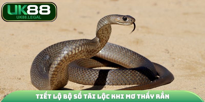 Mơ Thấy Rắn | Thông Điệp Tương Lai Và Con Số Phát Tài 4 Tiết lộ bộ số tài lộc khi mơ thấy rắn