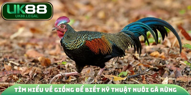 Tìm hiểu về giống để biết kỹ thuật nuôi gà rừng