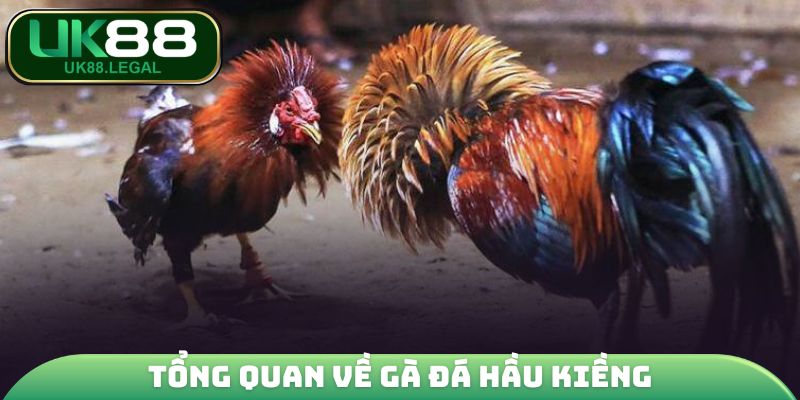 Tổng quan về gà đá hầu kiềng