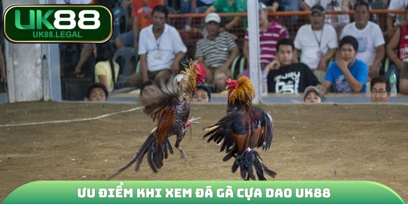 Ưu điểm khi xem đá gà cựa dao UK88
